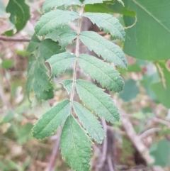 Sorbus domestica (Service Tree) at Watson, ACT - 29 Apr 2024 by HappyWanderer