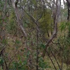 Sorbus domestica at Mount Majura - 29 Apr 2024 10:06 AM