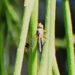 Trupanea (genus) (Fruit fly or seed fly) at Aranda Bushland - 3 Apr 2024 by CathB