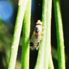 Trupanea (genus) at Point 4081 - 3 Apr 2024