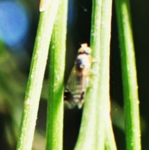 Trupanea (genus) at Point 4081 - 3 Apr 2024 03:23 PM