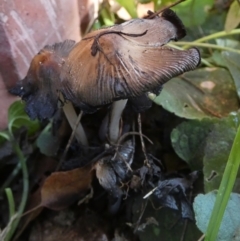 Coprinellus etc. (An Inkcap) at Queanbeyan, NSW - 30 Apr 2024 by Paul4K