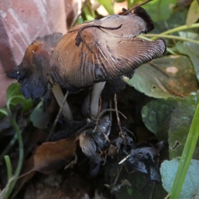 Coprinellus etc. (An Inkcap) at Queanbeyan, NSW - 30 Apr 2024 by Paul4K