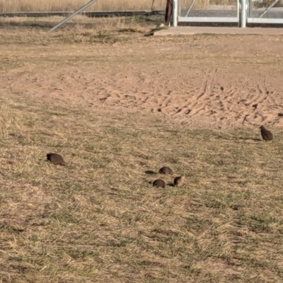 Synoicus ypsilophorus (Brown Quail) at Throsby, ACT - 26 Apr 2024 by chriselidie