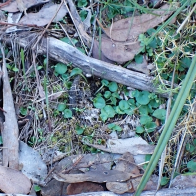 Corysanthes hispida (Bristly Helmet Orchid) at Aranda Bushland - 18 Apr 2024 by CathB