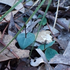 Acianthus collinus (Inland Mosquito Orchid) at Aranda Bushland - 18 Apr 2024 by CathB