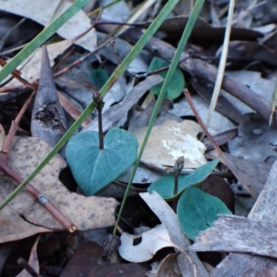 Acianthus collinus (Inland Mosquito Orchid) at Aranda Bushland - 18 Apr 2024 by CathB