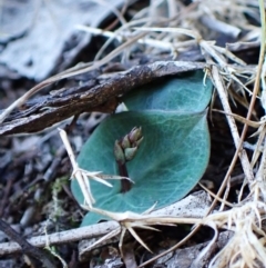 Acianthus collinus at Aranda Bushland - suppressed