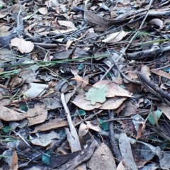 Acianthus collinus at Aranda Bushland - suppressed