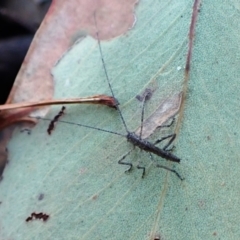 Tettigoniidae (family) (Unidentified katydid) at Aranda Bushland - 18 Apr 2024 by CathB