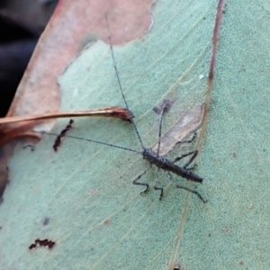 Tettigoniidae (family) at Point 4010 - 18 Apr 2024