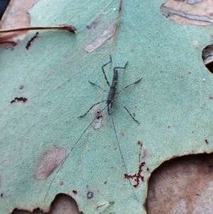 Tettigoniidae (family) at Point 4010 - 18 Apr 2024