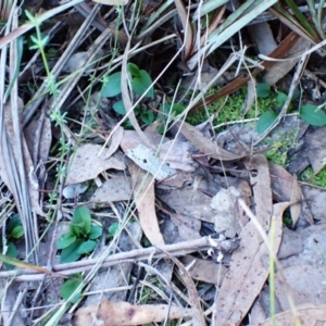 Pterostylis nutans at Aranda Bushland - 18 Apr 2024