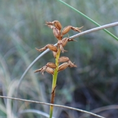Corunastylis cornuta (Horned Midge Orchid) at Aranda, ACT - 18 Apr 2024 by CathB