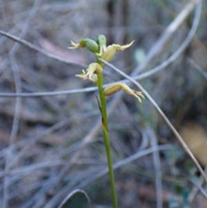 Corunastylis cornuta at Aranda Bushland - suppressed