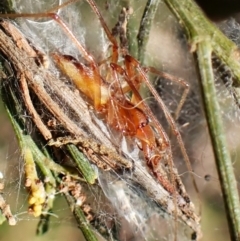 Cheiracanthium sp. (genus) (Unidentified Slender Sac Spider) at Cook, ACT - 23 Apr 2024 by CathB