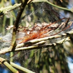 Cheiracanthium sp. (genus) at Mount Painter - 23 Apr 2024