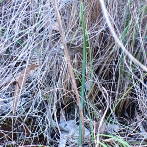 Calochilus platychilus at Mount Painter - 23 Apr 2024