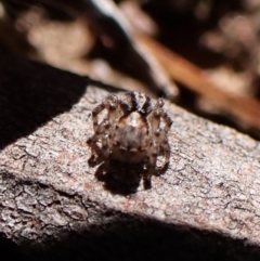 Euophryinae sp. (Rockhopper) undescribed at Aranda Bushland - 24 Apr 2024 01:05 PM