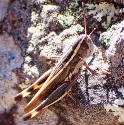 Macrotona securiformis (Inland Macrotona) at Aranda, ACT - 24 Apr 2024 by CathB