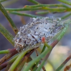 Anestia semiochrea (Marbled Footman) at Aranda Bushland - 24 Apr 2024 by CathB