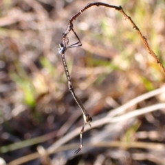 Leptogaster sp. (genus) at Cook, ACT - 26 Apr 2024 by CathB