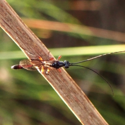 Monomachus antipodalis (A parasitic wasp) at Cook, ACT - 26 Apr 2024 by CathB