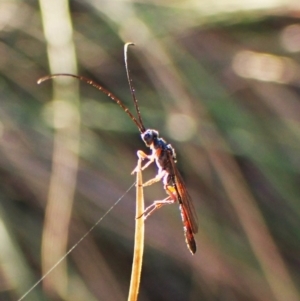 Monomachus antipodalis at Mount Painter - 26 Apr 2024