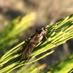 Boreoides subulatus (Wingless Soldier Fly) at Cook, ACT - 26 Apr 2024 by CathB