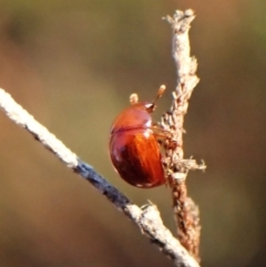 Ditropidus sp. (genus) (Leaf beetle) at Mount Painter - 26 Apr 2024 by CathB