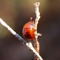 Ditropidus sp. (genus) at Mount Painter - 26 Apr 2024