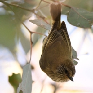 Acanthiza lineata at Woodstock Nature Reserve - 1 May 2024