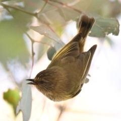 Acanthiza lineata at Woodstock Nature Reserve - 1 May 2024