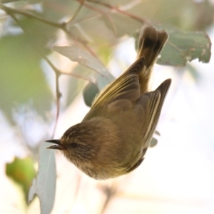 Acanthiza lineata at Woodstock Nature Reserve - 1 May 2024