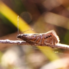 Glyphipterix anaclastis (A sedge moth) at Mount Painter - 26 Apr 2024 by CathB