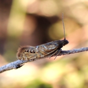 Glyphipterix anaclastis at Mount Painter - 26 Apr 2024 05:29 PM