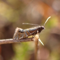 Glyphipterix anaclastis at Mount Painter - 26 Apr 2024 05:29 PM