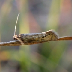 Glyphipterix anaclastis at Mount Painter - 26 Apr 2024