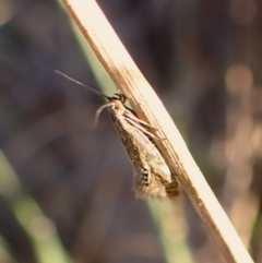 Glyphipterix anaclastis at Mount Painter - 26 Apr 2024