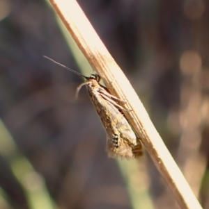 Glyphipterix anaclastis at Mount Painter - 26 Apr 2024 05:29 PM