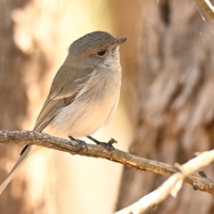 Pachycephala pectoralis at Woodstock Nature Reserve - 1 May 2024 11:23 AM