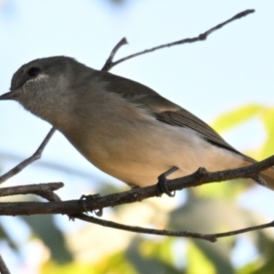 Pachycephala pectoralis at Woodstock Nature Reserve - 1 May 2024 11:23 AM