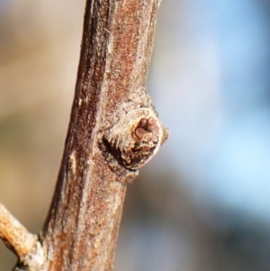 Dolophones sp. (genus) at Mount Painter - 27 Apr 2024