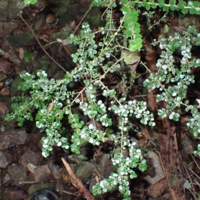Pittosporum multiflorum (Orange Thorn) at Dignams Creek, NSW - 23 Apr 2024 by plants