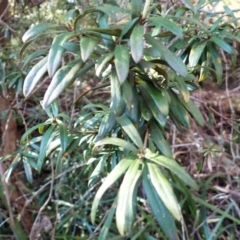 Pittosporum bicolor (Banyalla) at Bemboka, NSW - 24 Apr 2024 by plants