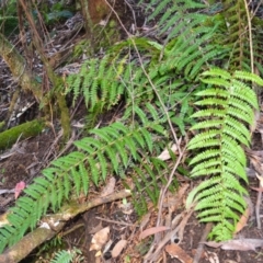 Polystichum proliferum (Mother Shield Fern) at Bemboka, NSW - 24 Apr 2024 by plants