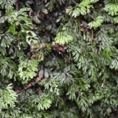 Hymenophyllum cupressiforme (Common Filmy Fern) at Bemboka, NSW - 24 Apr 2024 by plants