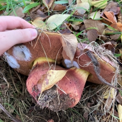 Unidentified Bolete - Fleshy texture, stem central (more-or-less) at O'Connor, ACT - 30 Apr 2024 by JTran