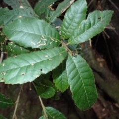 Elaeocarpus holopetalus (Black Olive Berry) at Bemboka, NSW - 25 Apr 2024 by plants