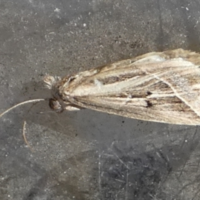 Lophotoma diagrapha (Double-line Snout Moth) at Queanbeyan, NSW - 1 May 2024 by Paul4K